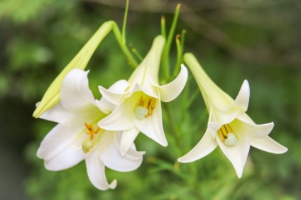 De ce amaryllis nu infloreste, ce sa faca