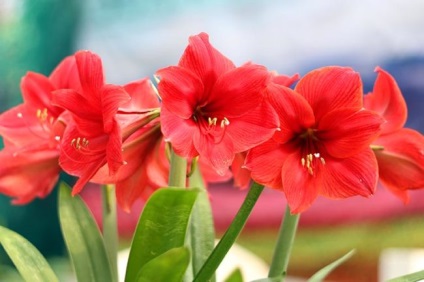 De ce amaryllis nu infloreste, ce sa faca