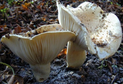 White lift (Russula delica)