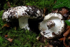 White lift (Russula delica)