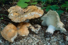 White lift (Russula delica)