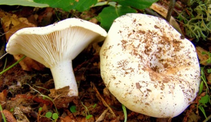 White lift (Russula delica)