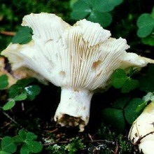 Descrierea neagră, albă și neagră a ciupercii și cum arată ciuperca uscată pe fotografie