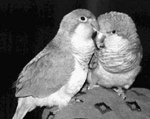 Papagalii sunt în dragoste - păsări