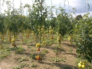 Plantarea de roșii pe teren deschis în Ucraina, în creștere tomate, producând soiuri, ce termeni