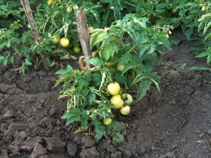 Plantarea de roșii pe teren deschis în Ucraina, în creștere tomate, producând soiuri, ce termeni