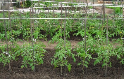 Plantarea de roșii pe teren deschis în Ucraina, în creștere tomate, producând soiuri, ce termeni