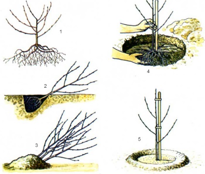 Plantarea răsadurilor de cireșe