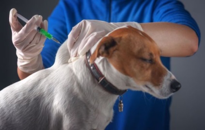 Védőoltások kutyák kötelező, mi szükség van, és mit védőoltást betegségek ellen