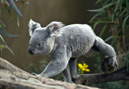 Koala va trăi acasă - un nou erou