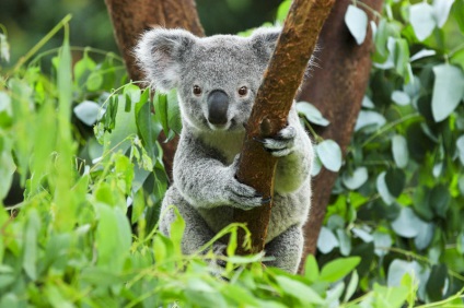 Koala va trăi acasă - un nou erou