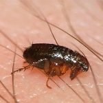 Metode dovedite de purici în subsol și apartament, modalități de a elimina insectele de la subsol