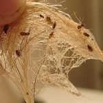 Metode dovedite de purici în subsol și apartament, modalități de a elimina insectele de la subsol