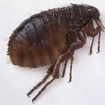 Metode dovedite de purici în subsol și apartament, modalități de a elimina insectele de la subsol
