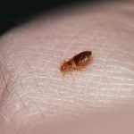 Metode dovedite de purici în subsol și apartament, modalități de a elimina insectele de la subsol