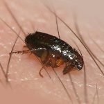 Metode dovedite de purici în subsol și apartament, modalități de a elimina insectele de la subsol