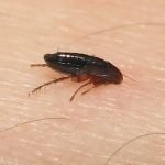 Metode dovedite de purici în subsol și apartament, modalități de a elimina insectele de la subsol