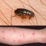 Metode dovedite de purici în subsol și apartament, modalități de a elimina insectele de la subsol