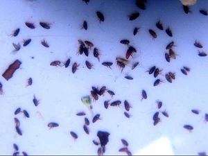 Metode dovedite de purici în subsol și apartament, modalități de a elimina insectele de la subsol