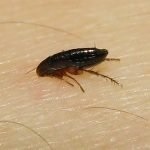 Metode dovedite de purici în subsol și apartament, modalități de a elimina insectele de la subsol