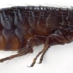 Metode dovedite de purici în subsol și apartament, modalități de a elimina insectele de la subsol