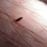 Metode dovedite de purici în subsol și apartament, modalități de a elimina insectele de la subsol