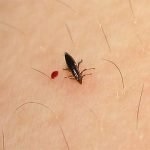 Metode dovedite de purici în subsol și apartament, modalități de a elimina insectele de la subsol