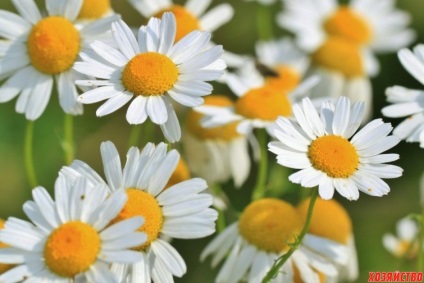 Cinci flori frumoase care merită cultivate pentru îngrijirea pielii