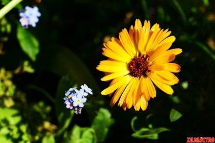 Cinci flori frumoase care merită cultivate pentru îngrijirea pielii