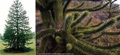 Plante în timpul dinozaurilor
