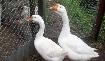 Cultivarea gâștelor de la aspectul efectivului de reproducere până la cultivarea goslings