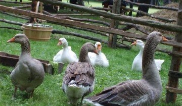 Cultivarea gâștelor de la aspectul efectivului de reproducere până la cultivarea goslings