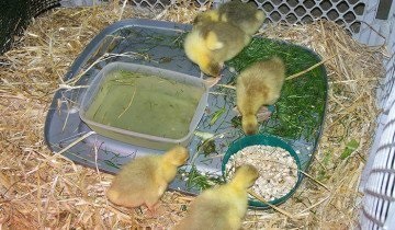 Cultivarea gâștelor de la aspectul efectivului de reproducere până la cultivarea goslings