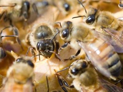 Dezvoltarea albinelor în filmul de primăvară