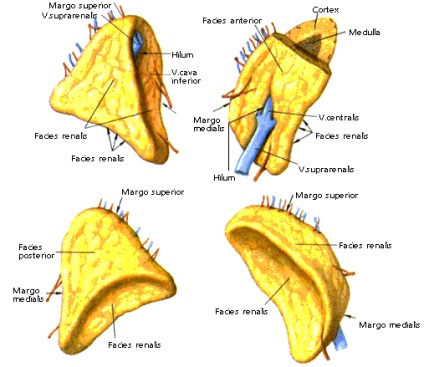 Glandele suprarenale - glandele endocrine