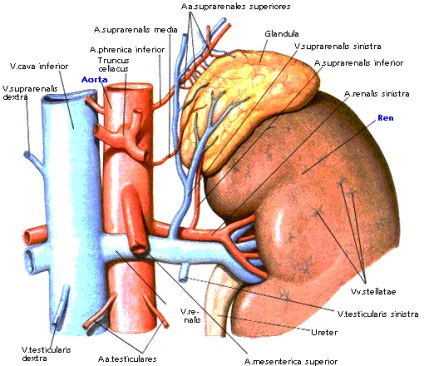 Glandele suprarenale - glandele endocrine