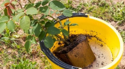 Rose kerio fotografie a soiului, descrierea, regulile de plantare, protecția împotriva afidelor