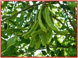 Carob Tree folosirea proprietăților utile în medicina populară