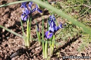 Excursii de grădină