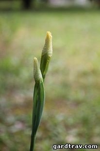 Excursii de grădină