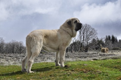 A legnagyobb kutyafajták a világon