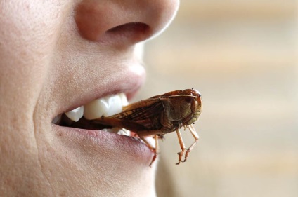 Lăcustele sunt o nouă sursă de nutrienți