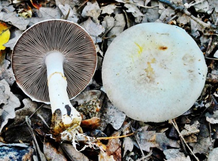 Champignon este elegant, este, de asemenea, lemn de trandafir