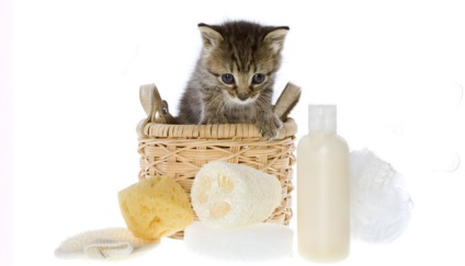 Șampon pentru pisici - o prezentare generală a mijloacelor și sfaturilor crescătorilor de animale