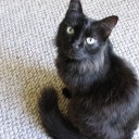 Chantilly Tiffany - comunitatea iubitorilor de pisici de pisică
