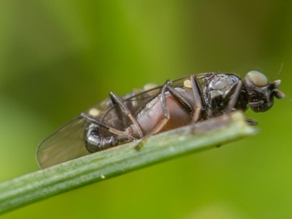 Frit fly - veszélyes kártevő gabonakultúrák