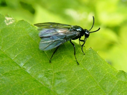 Frit fly - veszélyes kártevő gabonakultúrák