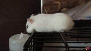 Hamster sirian sau dzungarian care este mai bun decat distinsul hamster sirian de la Dzungarian