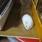 Hamster sirian sau dzungarian care este mai bun decat distinsul hamster sirian de la Dzungarian