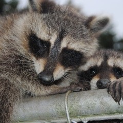 Conținutul de raton în apartament - articole animale de companie, alegere, îngrijire și educație, catalogul de companii